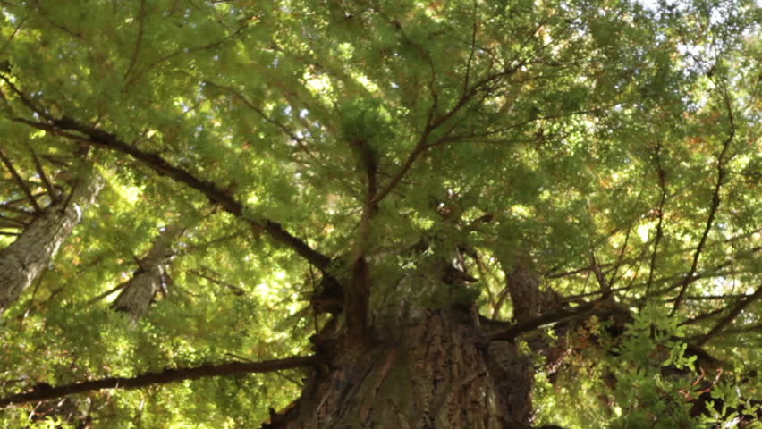 Tall Forest Evergreen From Top to Bottom