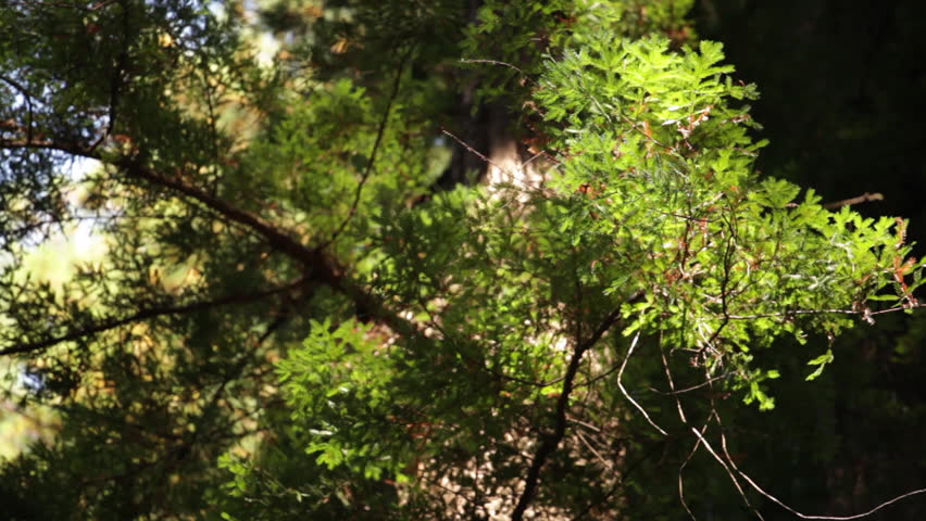 Thin Branch in Light Breeze