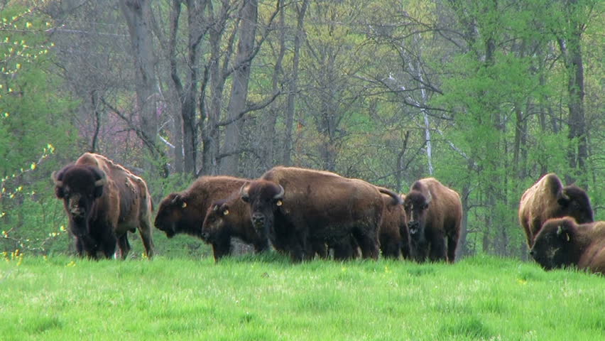 American Buffalo Grazing 