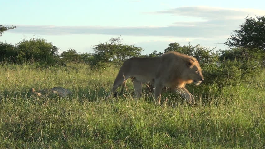 Beautiful male lion yawning