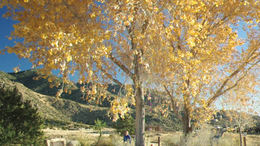 Wind blowing through the golden leaves of a tree