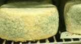 Blue cheese gouda Factory food process 