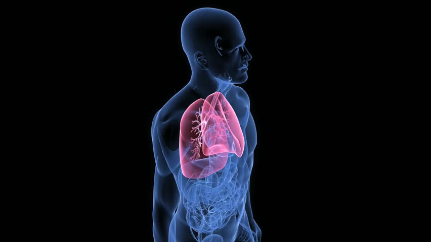 highlighted lung
