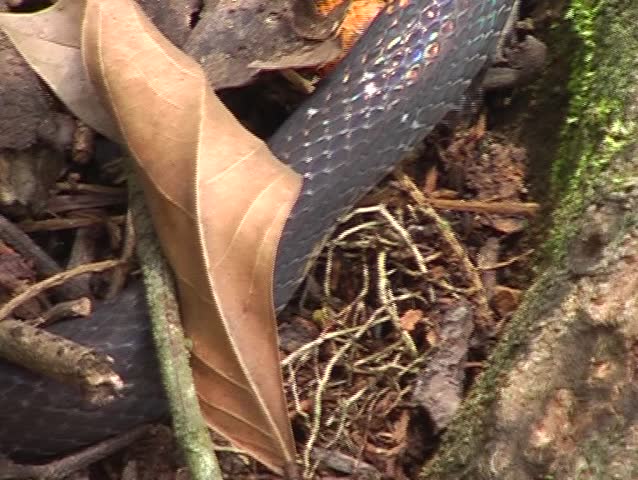 Black-headed calico snake (Oxyrhopus melanogenys) 