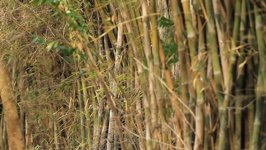Bamboo farms.