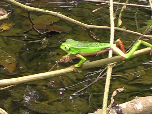 White-lined monkey frog (Phyllomedusa vaillantii) walking along a branch above a swamp