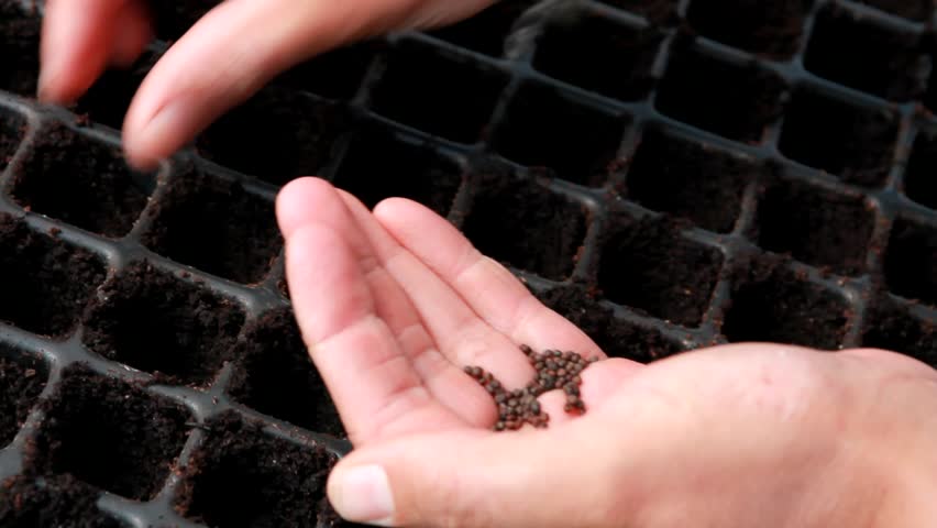 Sowing by hand organic seeds.
