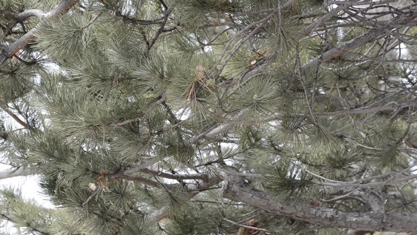 Pine Tree Limbs Blowing in Wind on Breezy Day