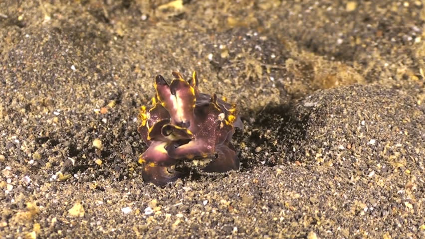 Flamboyant cuttlefish hunting