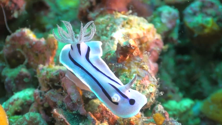 Nudibranch sitting on a coral