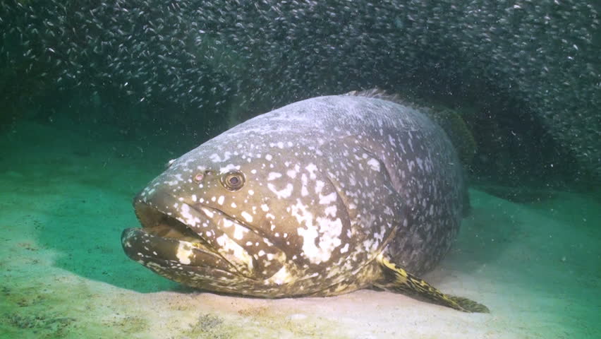 Giant grouper laying on sandy bottom