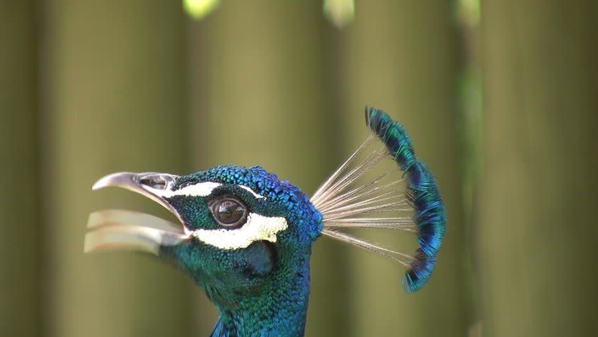A peacock in profile. Some loud screeching at the end of the clip! 
