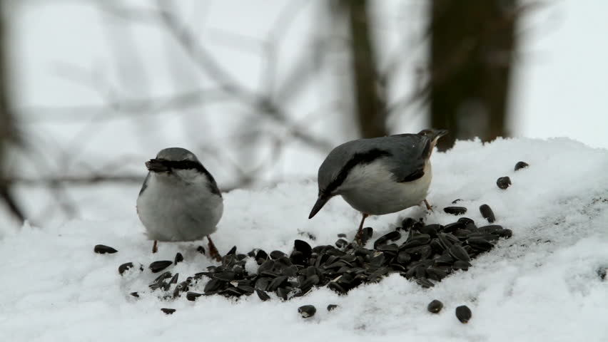 two nuthatches eating seeds on the snow 