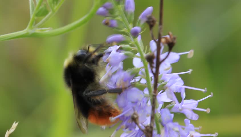 A bumblebee on a flower