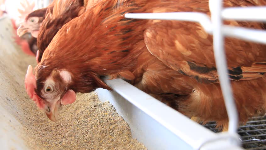 Chickens in a poultry farm