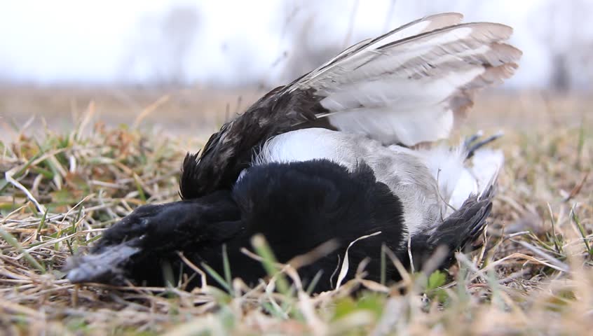 A dead bird