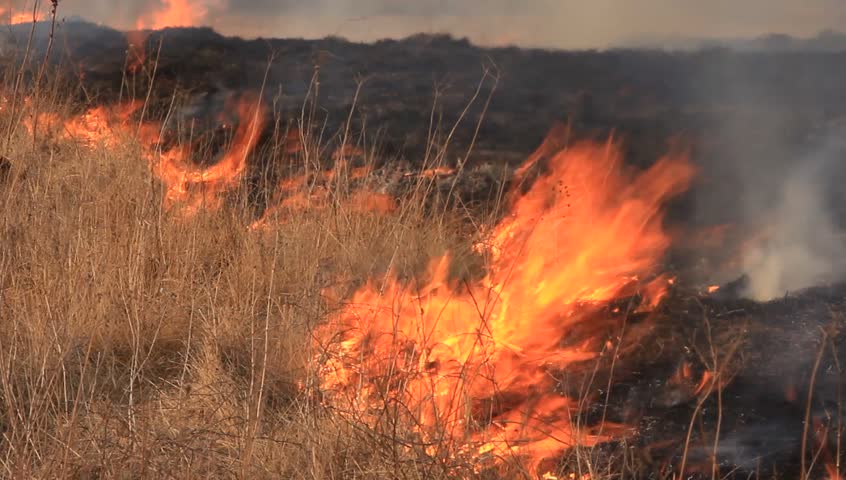 Fire in prairie