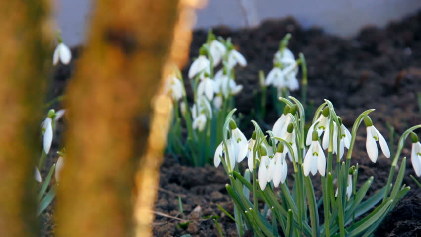 First spring snowdrops from fresh soil. Sunny day. EOS550D. HD1080p. Dolly shoot. 