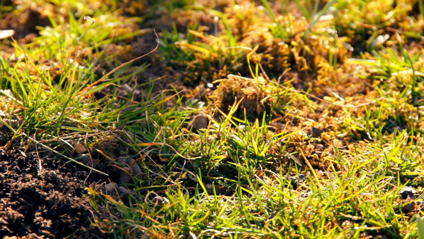 First spring snowdrops from fresh soil. Sunny day. EOS550D. HD1080p. Dolly shoot. 
