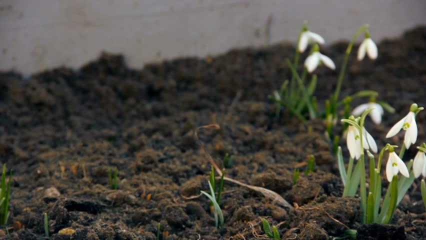 First spring snowdrops from fresh soil. Sunny day. EOS550D. HD1080p. Dolly shoot. 