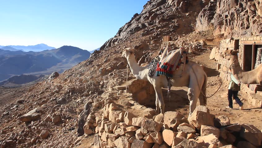 Camels. Mount Sinai. Egypt
