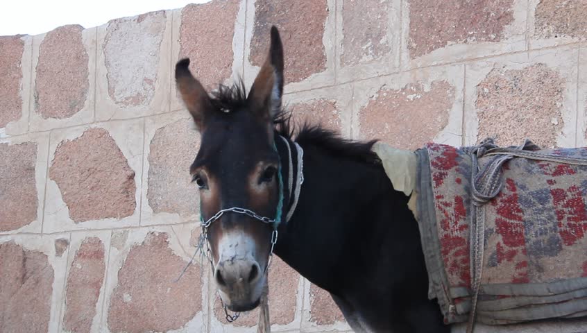 Donkey awaits passengers