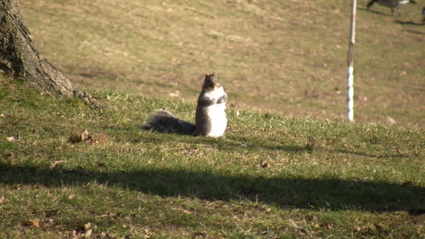 A small squirrel is up on it's hind feet looking cute for the camera, yet ready to split on a moment's notice. (High Definition)