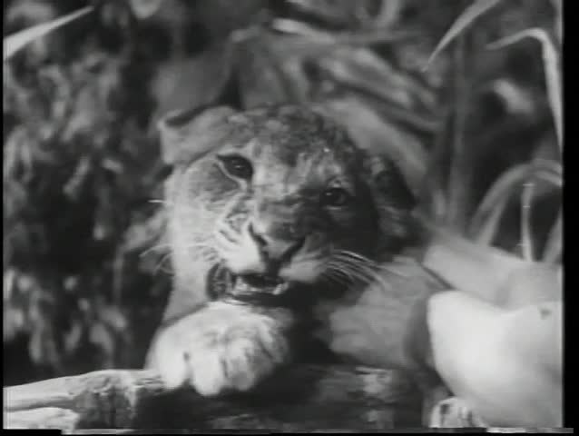 Close-up hands on lion cub's neck