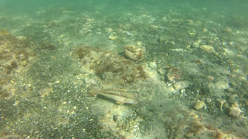 Goatfish scanning the bottom of marine reserve Goat Island in New Zealand