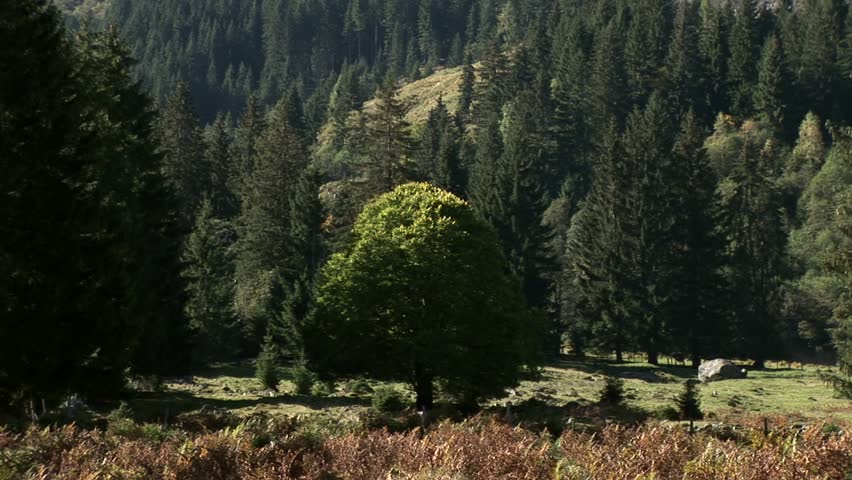 landscape in austria, alps