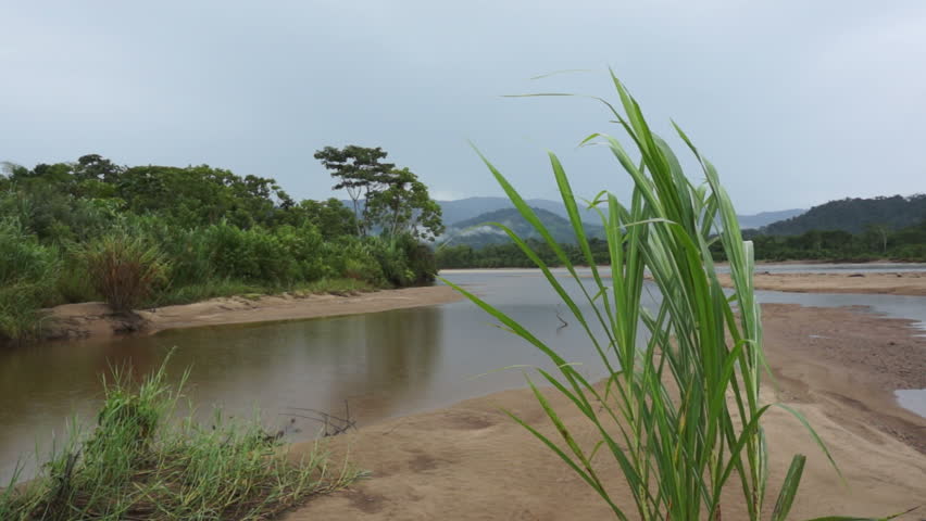 Large tuft of green grass blowing in the wind situated on a sandbar in an Ecuador river with a mountainous backdrop.