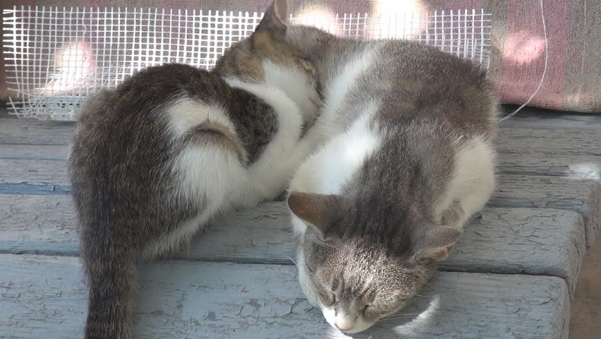 A mother cat feeding her kitten