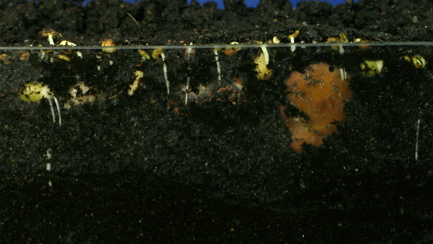 Time-lapse of growing vegetables roots 2 