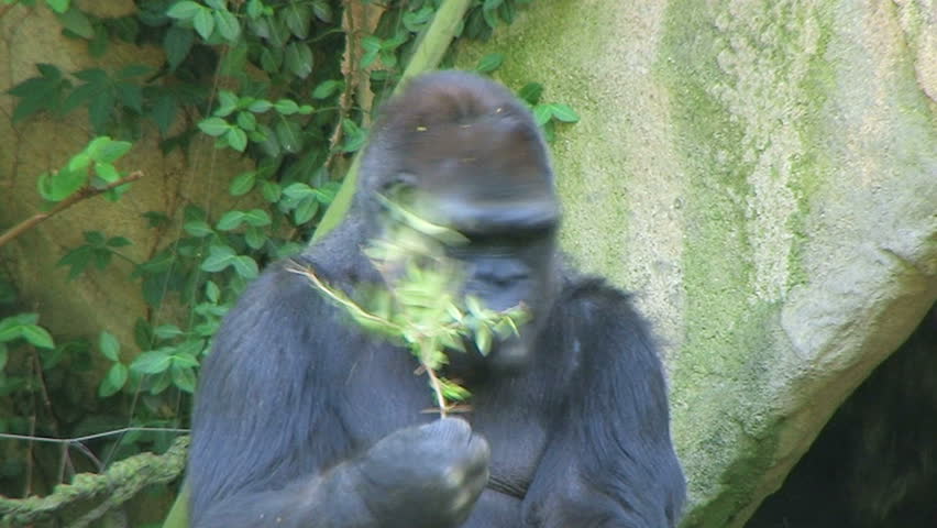 Gorilla Protects Food 