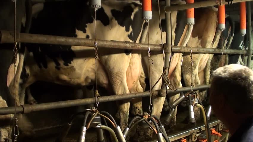 farmer milking cows in stable