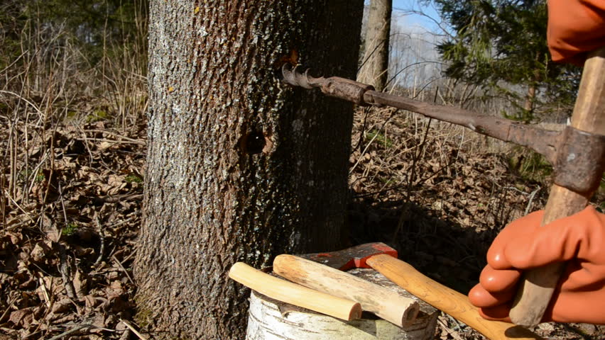 spring maple sap works