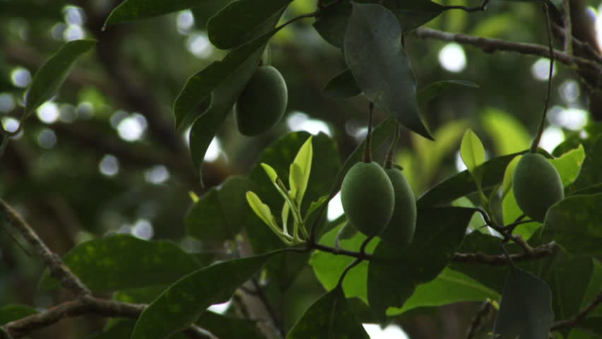 Zoom in on green olives hanging from tree branch