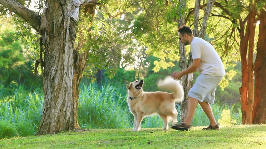 Dog having fun and fetching a stick in the park
