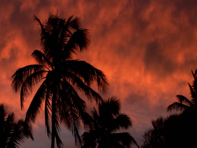 Sunset CU Palm Tree (BR068)