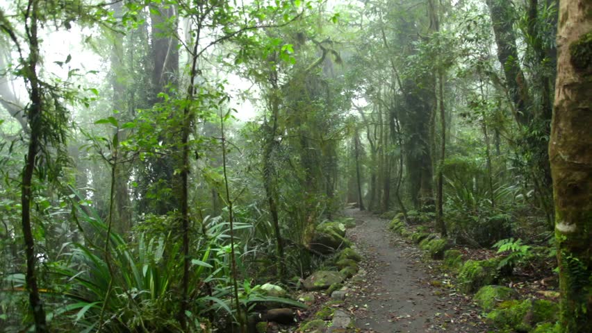 Mysterious path in foggy tropical rain forest, Queensland, Australia. Locked down. HD