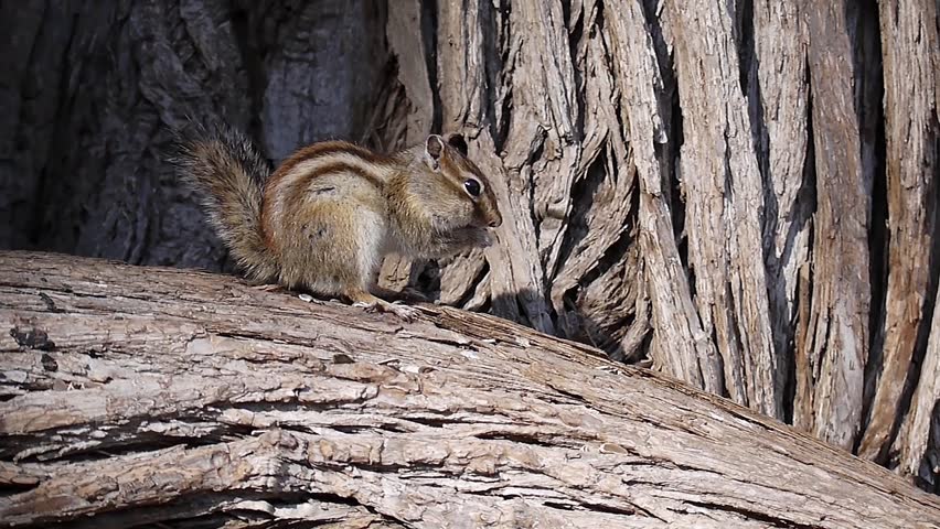 Chipmunks eating sunflower seeds