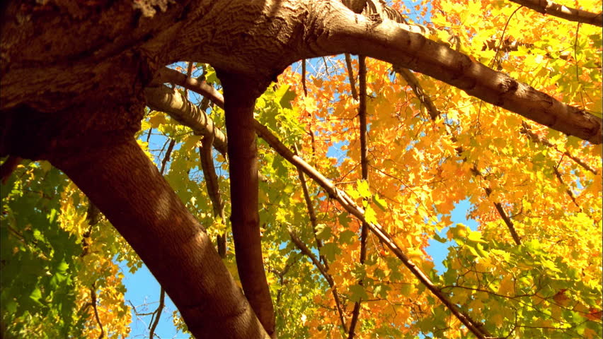Shaky view of tree trunk and leaves