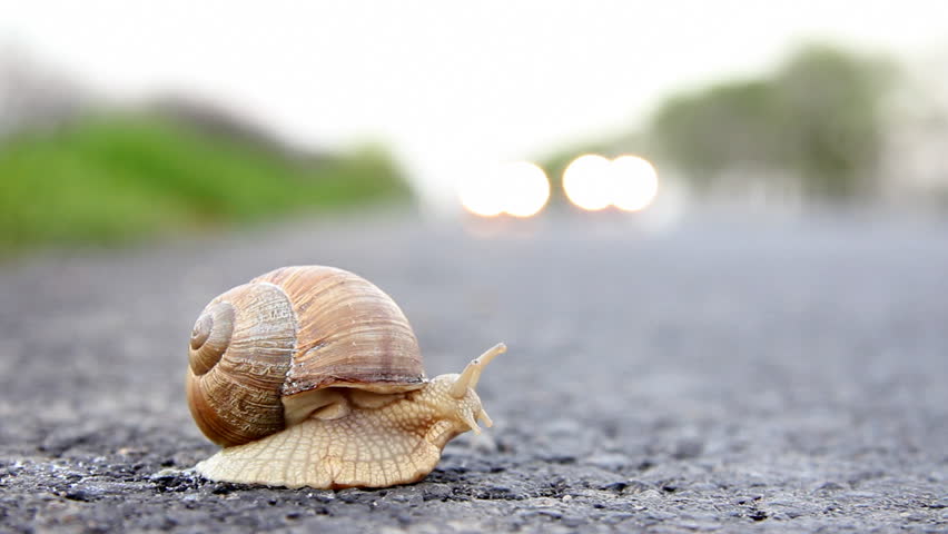 Snail crossing a road