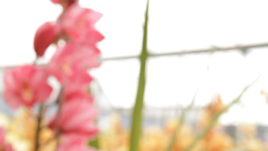 Cymbidium Orchids Garden