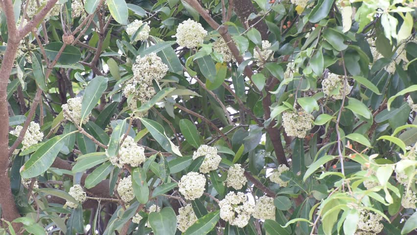 Header of Alstonia Scholaris