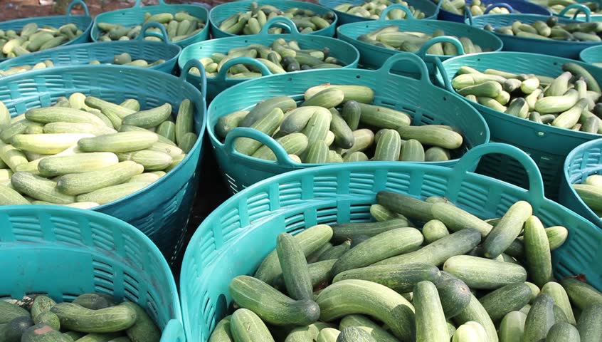 Cucumbers in baskets 