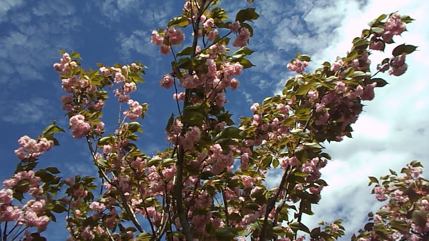 spring magnolia tree 