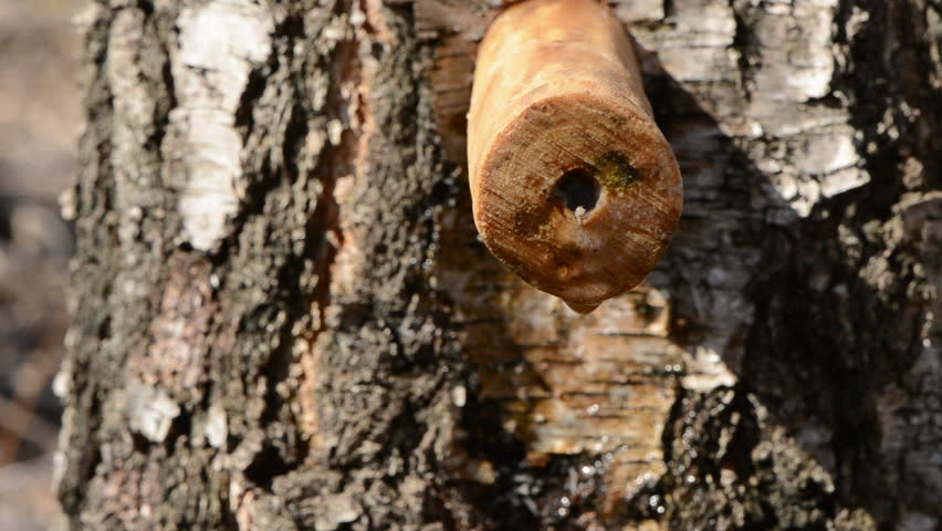 birch tree with wooden spigot and sap drops