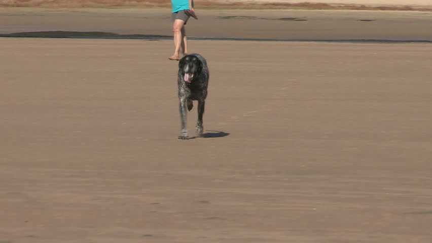 German pointer running towards camera in slow motion