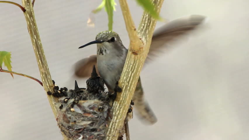 Hummingbird Mama feeds hungry young. 1080p